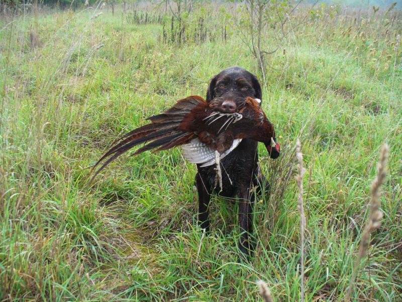 �������� (�������� �������������� �������). ���������� �����