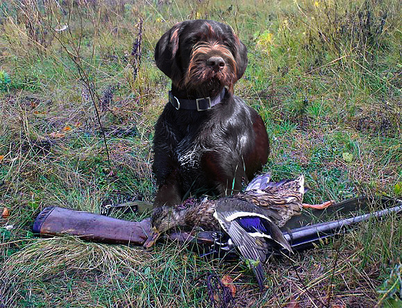 �������� (�������� �������������� �������). ���������� �����