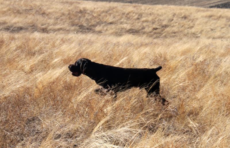 �������� (�������� �������������� �������). ���������� �����