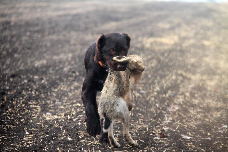 �������� (�������� �������������� �������). ���������� �����