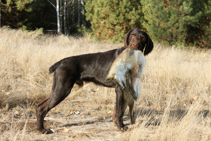 �������� (�������� �������������� �������). ���������� �����