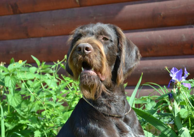 �������� (�������� �������������� �������). ���������� �����