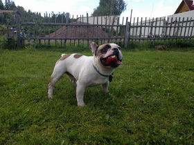 ����������� �������. ���������� �����