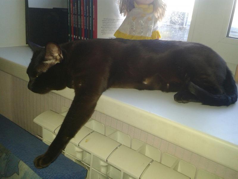 �����. ���������� �����