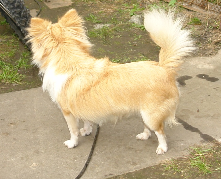 ��������. ���������� �����