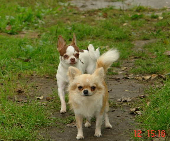 ��������. ���������� �����