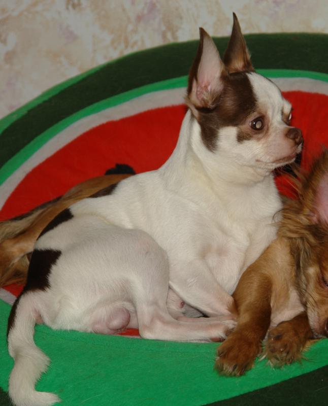 ��������. ���������� �����