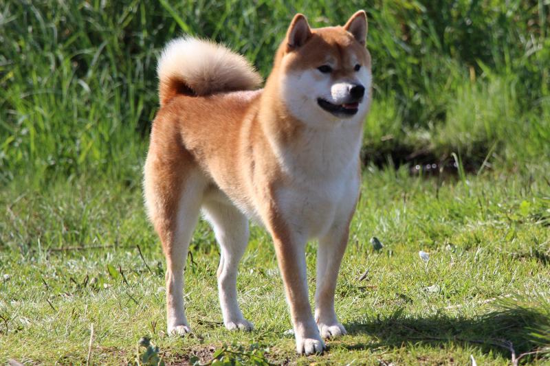 ����-���. ���������� �����