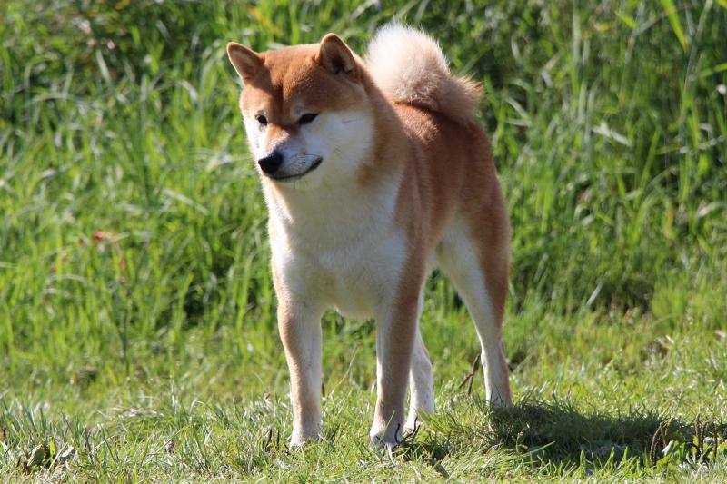 ����-���. ���������� �����