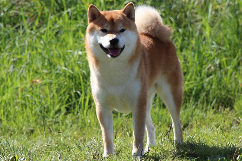 ����-���. ���������� �����