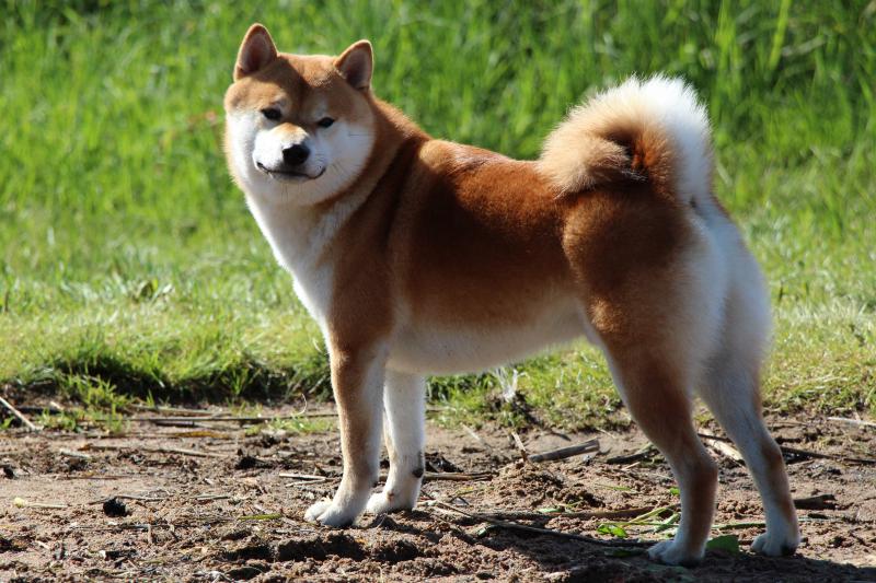 ����-���. ���������� �����