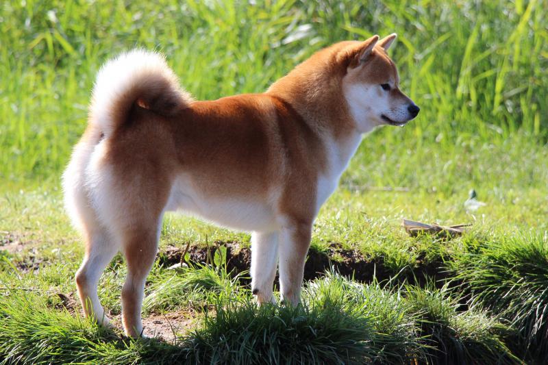 ����-���. ���������� �����