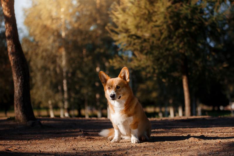 ����� ����� ��������. ���������� �����