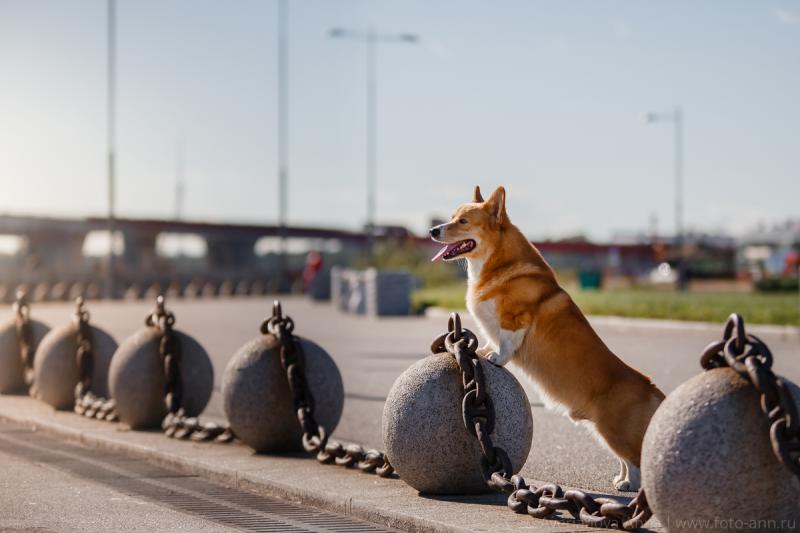 ����� ����� ��������. ���������� �����