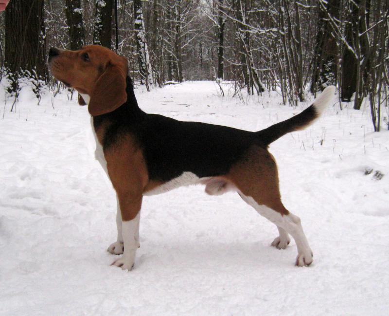 �����. ���������� �����