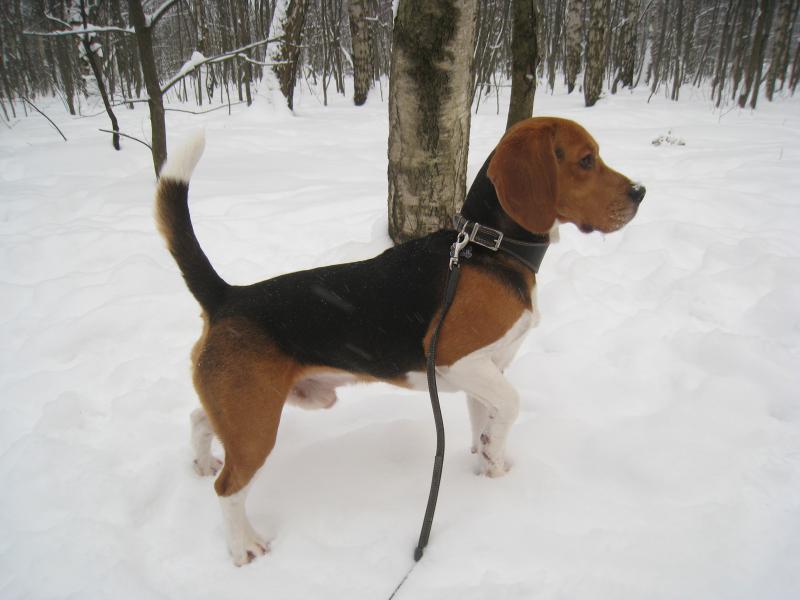 �����. ���������� �����