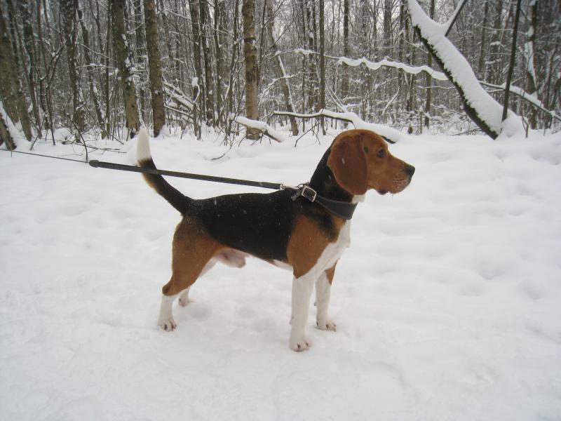 �����. ���������� �����