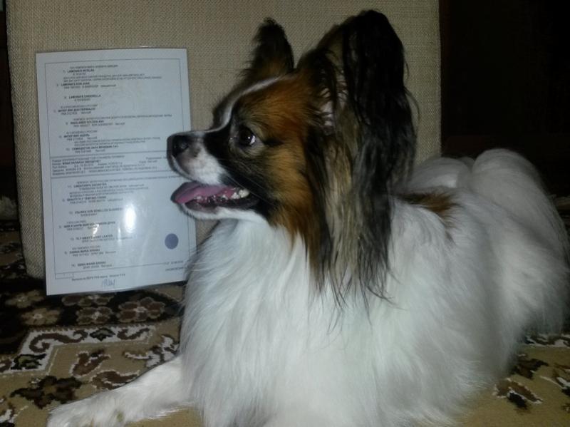 ��������. ���������� �����