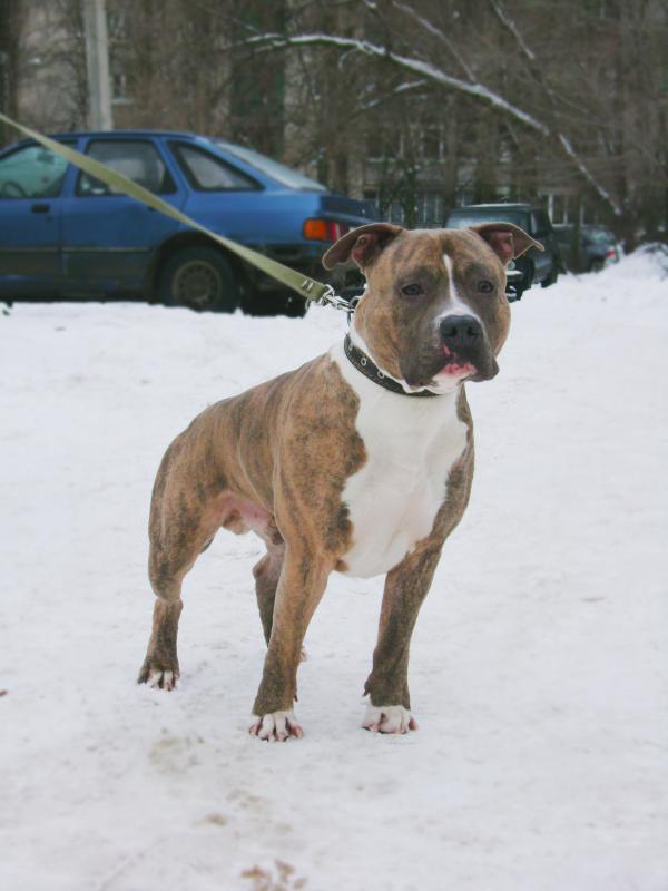 ������������ �����������c��� ������. ���������� �����