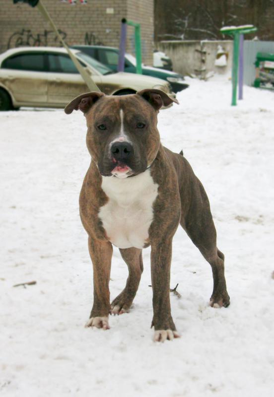 ������������ �����������c��� ������. ���������� �����