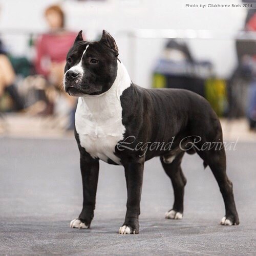 ������������ �����������c��� ������. ���������� �����