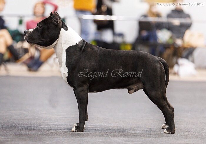 ������������ �����������c��� ������. ���������� �����