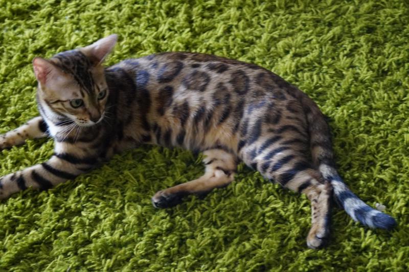 ����������� �����. ���������� �����