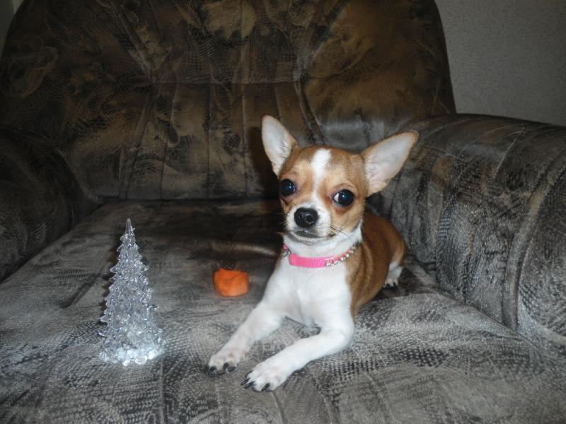 ��������. ���������� �����