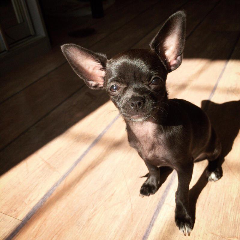 ��������. ���������� �����