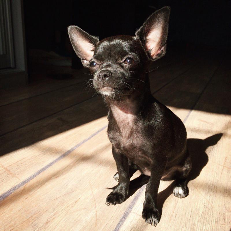 ��������. ���������� �����