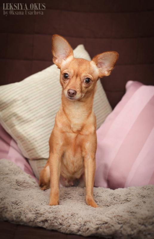 ������� ���-������. ���������� �����