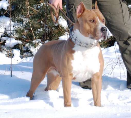 ������������ �����������c��� ������. ���������� �����