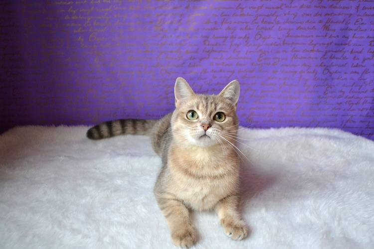 ���������� ���������������