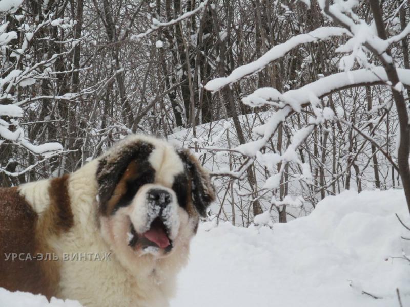 ���������. ���������� �����