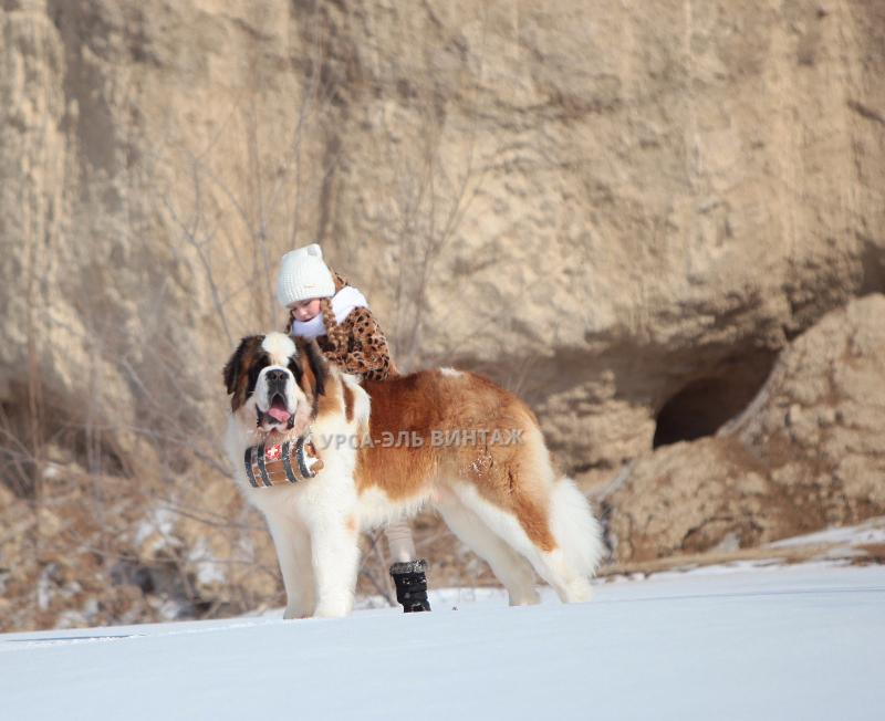 ���������. ���������� �����