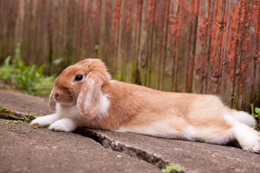 ������ ���������� �����. ���������� ��������