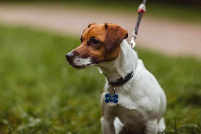 ���� ������ ������. ���������� �����