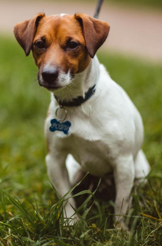 ���� ������ ������. ���������� �����