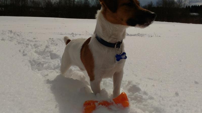 ���� ������ ������. ���������� �����