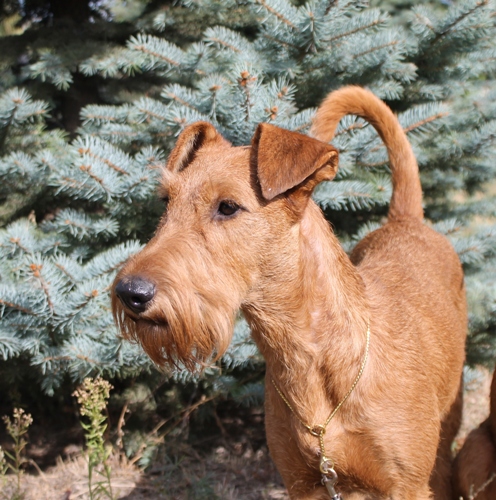 ���������� ������. ���������� �����