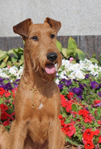 ���������� ������. ���������� �����