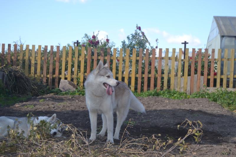 ��������� �����. ���������� �����