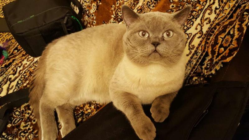 ���������� ���������������. ���������� �����