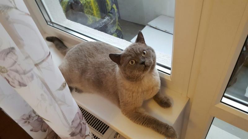 ���������� ���������������. ���������� �����