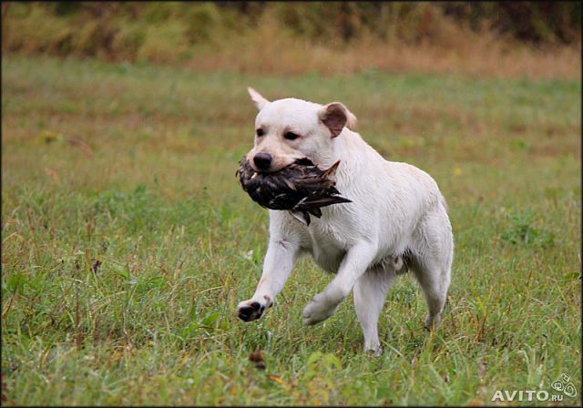 �������� ��������. ���������� �����