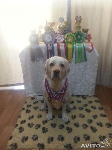 �������� ��������. ���������� �����