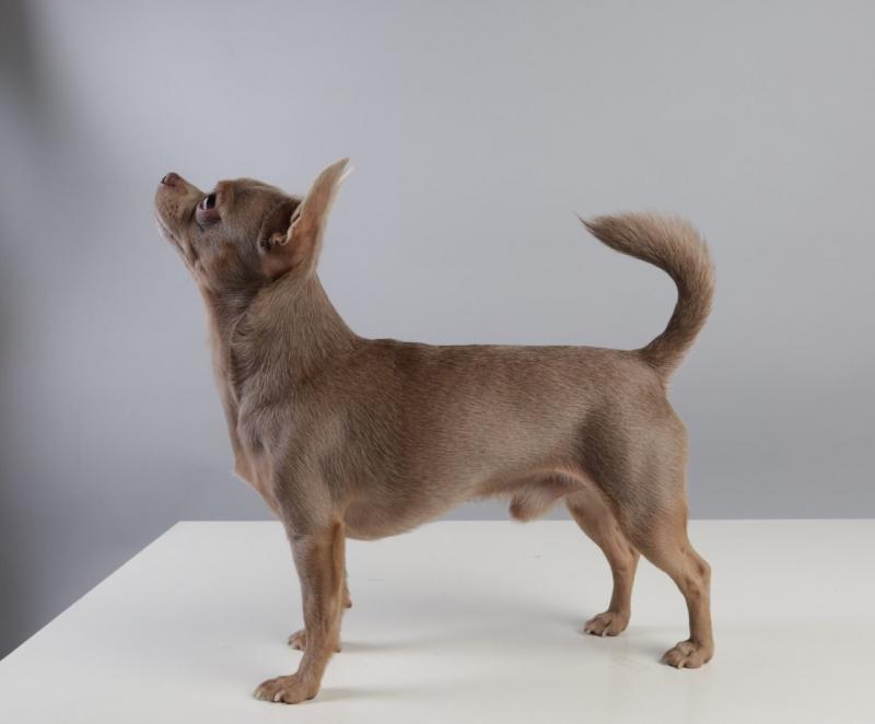 ��������. ���������� �����