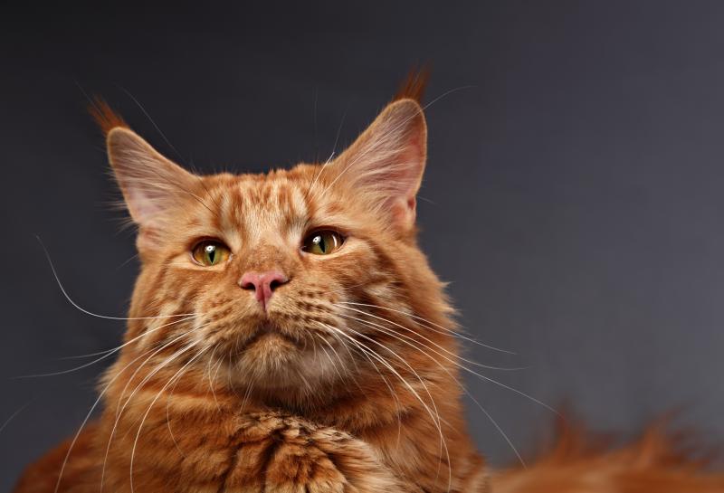 ����-���. ���������� �����