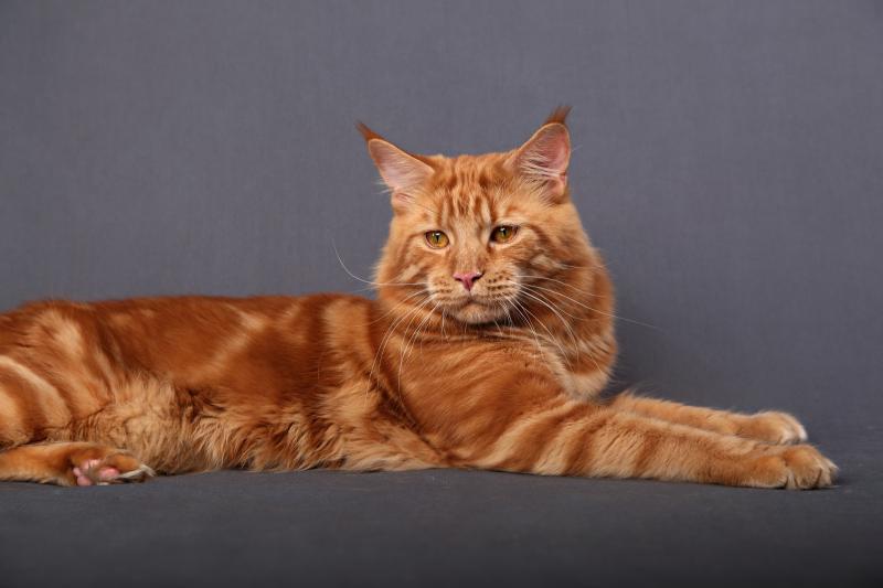 ����-���. ���������� �����