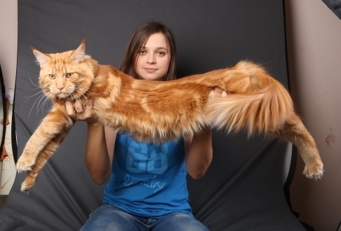 ����-���. ���������� �����